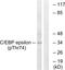 CCAAT Enhancer Binding Protein Epsilon antibody, LS-C198707, Lifespan Biosciences, Western Blot image 