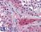 Apolipoprotein O antibody, LS-B4107, Lifespan Biosciences, Immunohistochemistry frozen image 