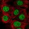 LUC7 Like 2, Pre-MRNA Splicing Factor antibody, PA5-62446, Invitrogen Antibodies, Immunofluorescence image 