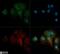 Roundabout homolog 4 antibody, NB110-58778, Novus Biologicals, Immunofluorescence image 
