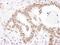 Poly(A) Binding Protein Nuclear 1 antibody, A303-524A, Bethyl Labs, Immunohistochemistry frozen image 