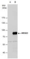 Mitogen-Activated Protein Kinase Kinase Kinase 3 antibody, GTX107945, GeneTex, Western Blot image 