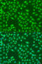COP9 Signalosome Subunit 7A antibody, 23-463, ProSci, Immunofluorescence image 