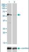 G3BP Stress Granule Assembly Factor 1 antibody, orb89754, Biorbyt, Western Blot image 