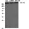 Collagen Type I Alpha 2 Chain antibody, LS-C382805, Lifespan Biosciences, Western Blot image 