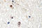 NGFI-A Binding Protein 2 antibody, LS-C177066, Lifespan Biosciences, Immunohistochemistry frozen image 