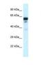 Tubulin Alpha 1c antibody, NBP1-79850, Novus Biologicals, Western Blot image 