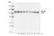 Nuclear Factor Kappa B Subunit 1 antibody, 4717T, Cell Signaling Technology, Western Blot image 