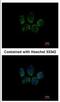 Tubulin Polyglutamylase Complex Subunit 2 antibody, NBP2-20687, Novus Biologicals, Immunocytochemistry image 