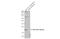 KRAS Proto-Oncogene, GTPase antibody, GTX135497, GeneTex, Western Blot image 