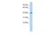 Inward rectifier potassium channel 16 antibody, PA5-41051, Invitrogen Antibodies, Western Blot image 