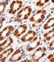 Cytochrome C1 antibody, 61-032, ProSci, Immunohistochemistry paraffin image 