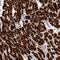 Sorting Nexin 16 antibody, HPA024731, Atlas Antibodies, Immunohistochemistry frozen image 