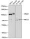 Nuclear Receptor Subfamily 3 Group C Member 1 antibody, 18-548, ProSci, Western Blot image 