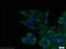 Ecdysoneless Cell Cycle Regulator antibody, 10192-1-AP, Proteintech Group, Immunofluorescence image 