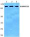 Rap Guanine Nucleotide Exchange Factor 3 antibody, PA5-75508, Invitrogen Antibodies, Western Blot image 