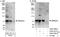 GATA Zinc Finger Domain Containing 2A antibody, A302-357A, Bethyl Labs, Immunoprecipitation image 