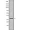 Syntaxin 6 antibody, abx218812, Abbexa, Western Blot image 