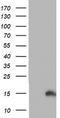 Prefoldin Subunit 6 antibody, LS-C173618, Lifespan Biosciences, Western Blot image 