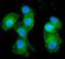 EPH Receptor A2 antibody, A00578, Boster Biological Technology, Immunofluorescence image 