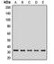 Ras Suppressor Protein 1 antibody, LS-C667997, Lifespan Biosciences, Western Blot image 