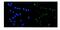 DNA Topoisomerase II Alpha antibody, A00953, Boster Biological Technology, Immunofluorescence image 