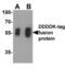 FLAG antibody, LS-C669120, Lifespan Biosciences, Western Blot image 