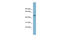 Tryptophanase antibody, ARP45717_P050, Aviva Systems Biology, Western Blot image 