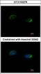 Homer Scaffold Protein 1 antibody, GTX103278, GeneTex, Immunocytochemistry image 