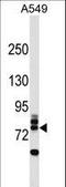 Ring Finger Protein 157 antibody, LS-C158869, Lifespan Biosciences, Western Blot image 