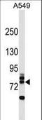 RING finger protein 157 antibody, LS-C158869, Lifespan Biosciences, Western Blot image 