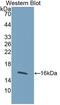 Cellular Communication Network Factor 4 antibody, MBS2028047, MyBioSource, Western Blot image 