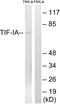 RRN3 Homolog, RNA Polymerase I Transcription Factor antibody, LS-C118376, Lifespan Biosciences, Western Blot image 