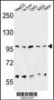 Heat Shock Protein 90 Beta Family Member 1 antibody, TA324795, Origene, Western Blot image 