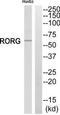 TOR antibody, TA314451, Origene, Western Blot image 