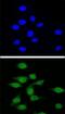 Autoimmune regulator antibody, PA5-24554, Invitrogen Antibodies, Immunofluorescence image 