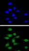 Autoimmune Regulator antibody, PA5-24554, Invitrogen Antibodies, Immunofluorescence image 
