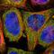 GUF1 Homolog, GTPase antibody, PA5-52028, Invitrogen Antibodies, Immunofluorescence image 