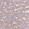 Regulator Of G Protein Signaling 16 antibody, NBP2-49076, Novus Biologicals, Immunohistochemistry frozen image 