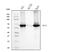 Keratin 5 antibody, M00398-6, Boster Biological Technology, Western Blot image 