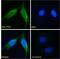 PTCH1 antibody, PA5-18544, Invitrogen Antibodies, Immunofluorescence image 