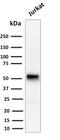 Cyclin E1 antibody, GTX18047, GeneTex, Western Blot image 