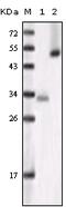 Glycogen Synthase Kinase 3 Alpha antibody, 32-165, ProSci, Western Blot image 