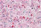 SET Nuclear Proto-Oncogene antibody, MBS243243, MyBioSource, Immunohistochemistry frozen image 