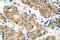 Glycogen Synthase Kinase 3 Alpha antibody, LS-C176051, Lifespan Biosciences, Immunohistochemistry frozen image 