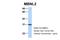 Muscleblind Like Splicing Regulator 2 antibody, A06346, Boster Biological Technology, Western Blot image 