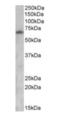 Glutamate Decarboxylase 1 antibody, orb20081, Biorbyt, Western Blot image 