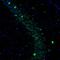 DEAD-Box Helicase 3 X-Linked antibody, NBP1-85291, Novus Biologicals, Immunohistochemistry paraffin image 