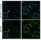 NADH:Ubiquinone Oxidoreductase Subunit B5 antibody, NBP1-85607, Novus Biologicals, Immunohistochemistry frozen image 