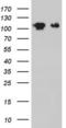 GLI Family Zinc Finger 1 antibody, LS-C790024, Lifespan Biosciences, Western Blot image 